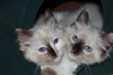 Brandis Kittens