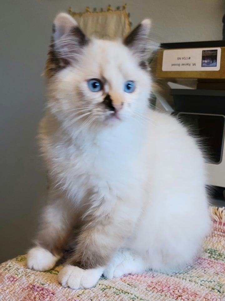 Queen Ragdoll Cats - Oregon | Dragonheart Cattery