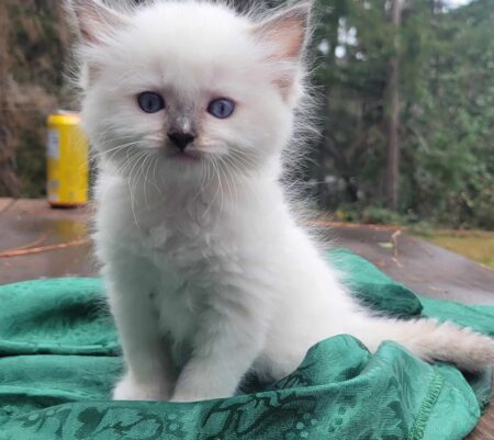 Ragdoll Kittens for Sale in Oregon | Dragonheart Cattery