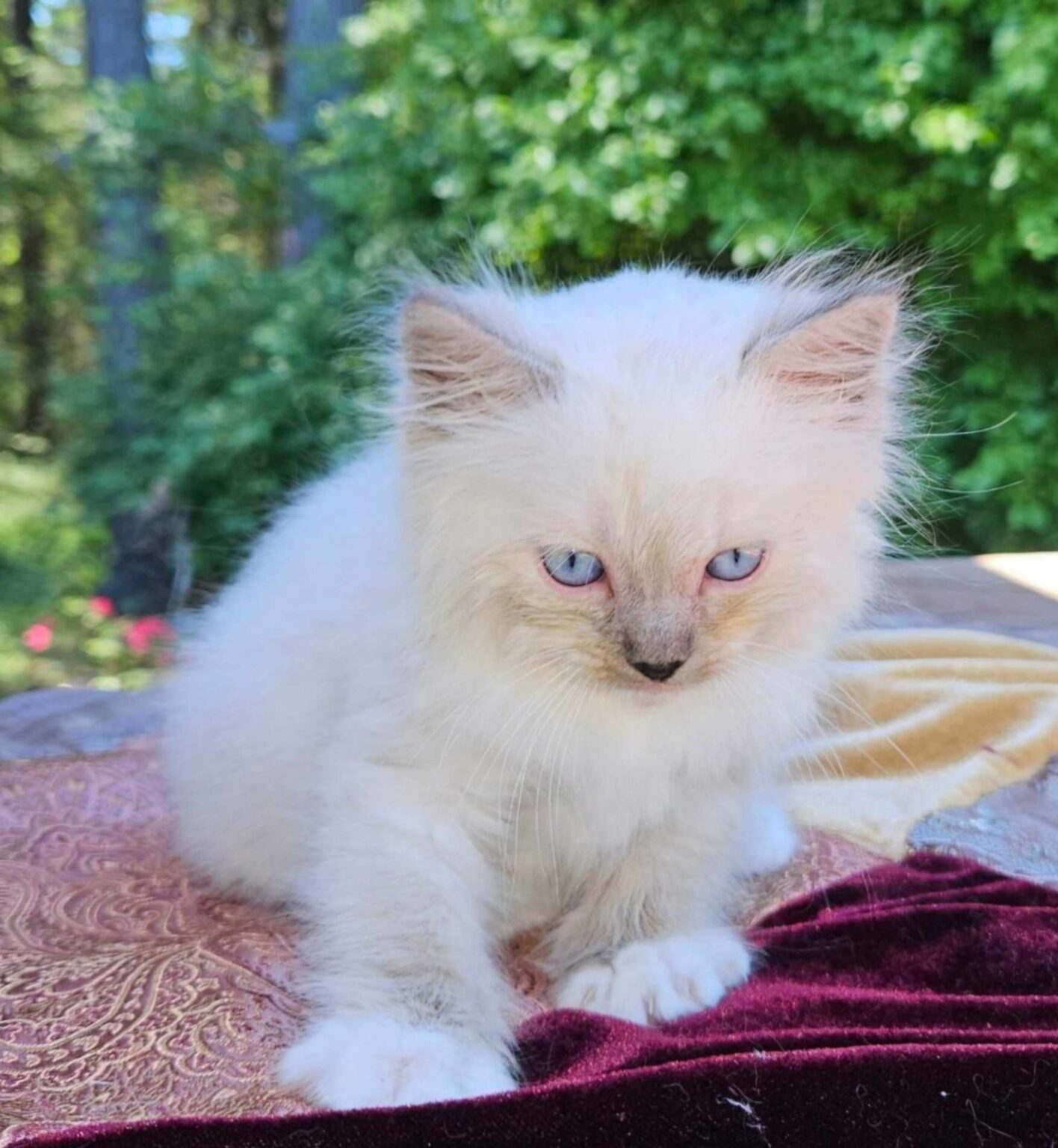 Ragdoll Kittens for Sale in Oregon | Dragonheart Cattery