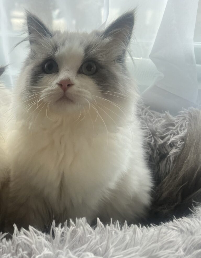 Queen Ragdoll Cats - Oregon | Dragonheart Cattery