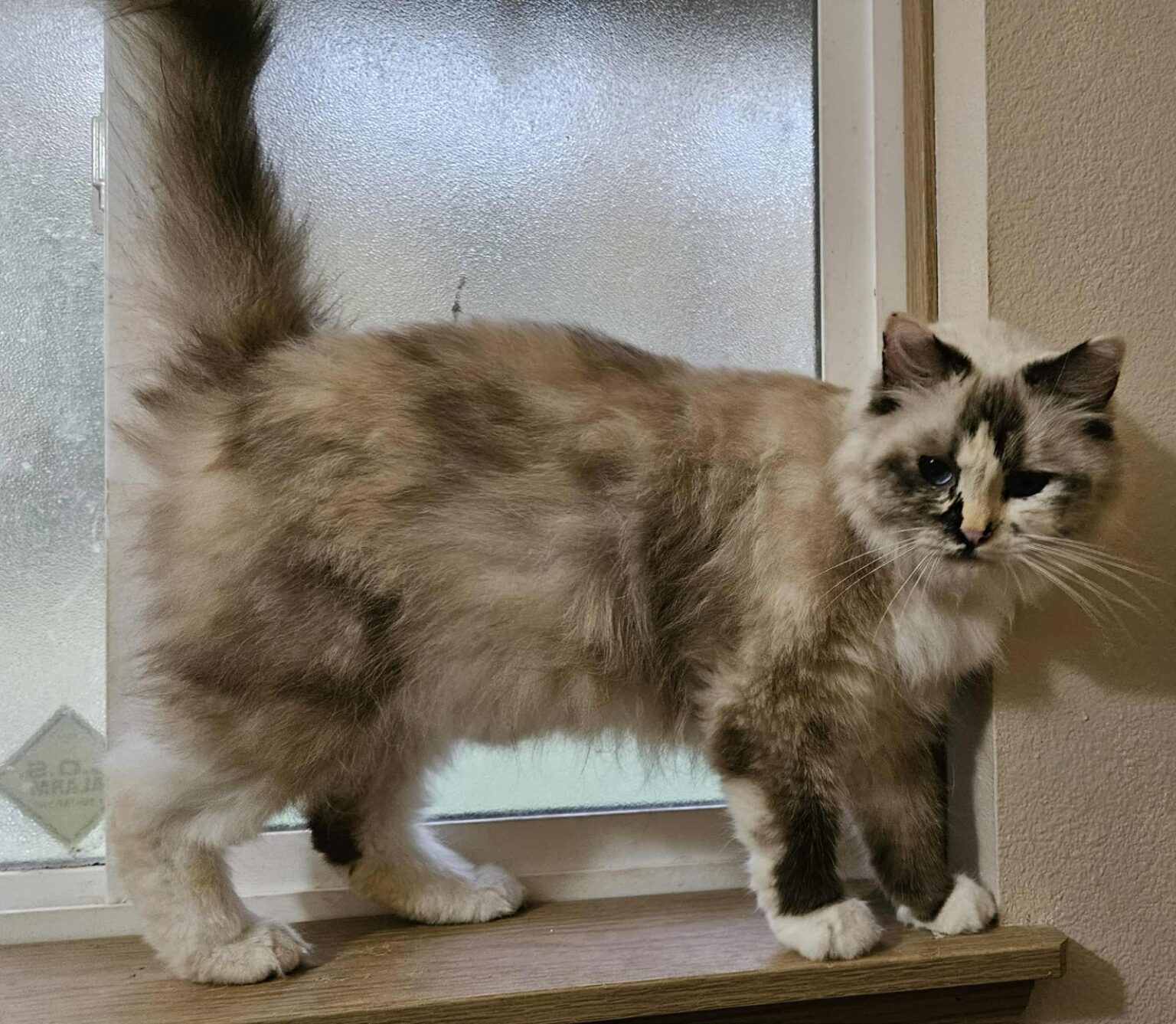Queen Ragdoll Cats - Oregon | Dragonheart Cattery